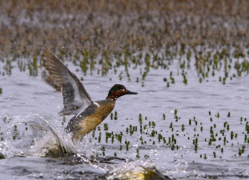 ������������ �����